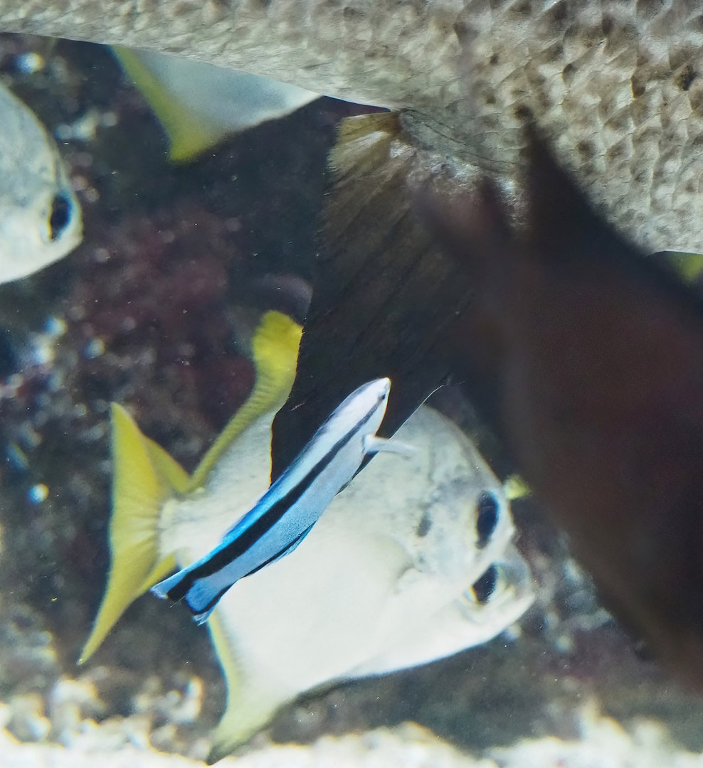 Bluestreak cleaner wrasse (Labroides dimidiatus), 2022-09-04