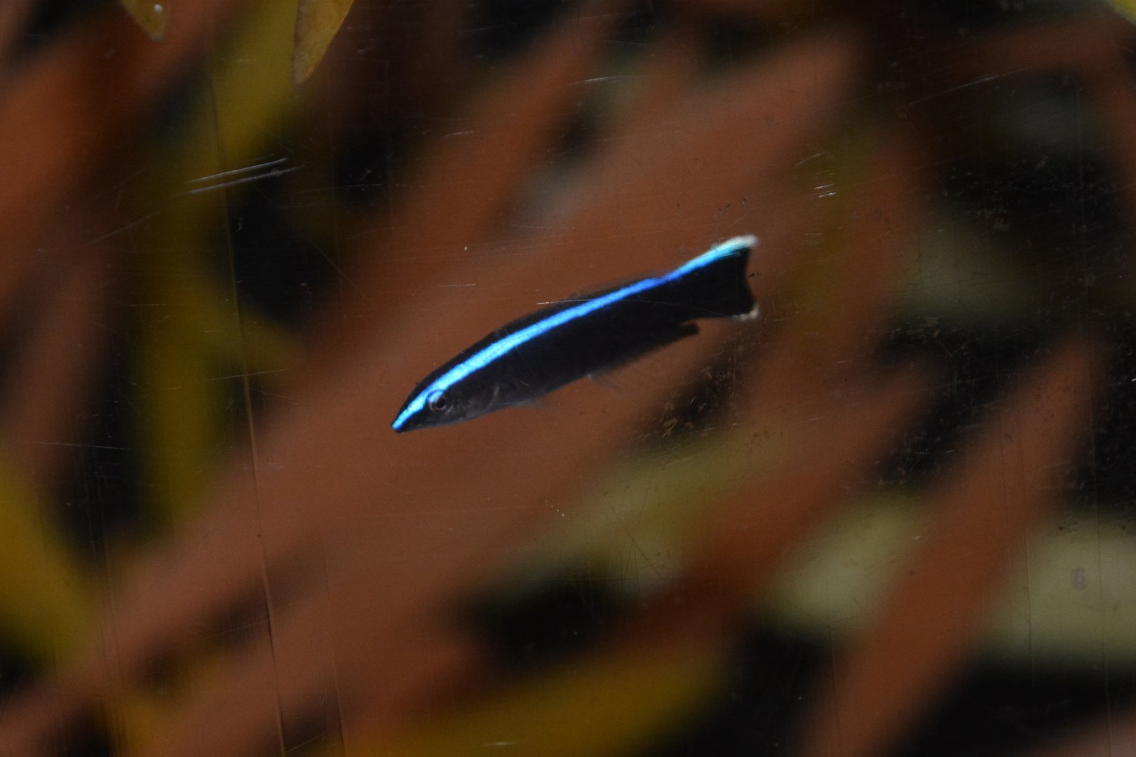 Bluestreak cleaner wrasse (Labroides dimidiatus) - juvenile