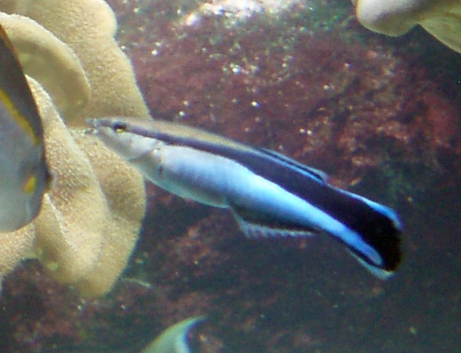 Bluestreak Cleaner Wrasse (Labroides dimidiatus)