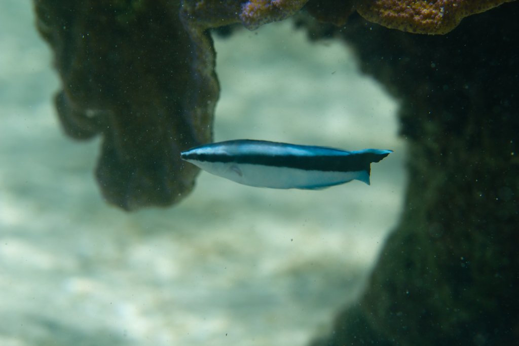 Bluestreak Cleaner Wrasse (Labroides dimidiatus)