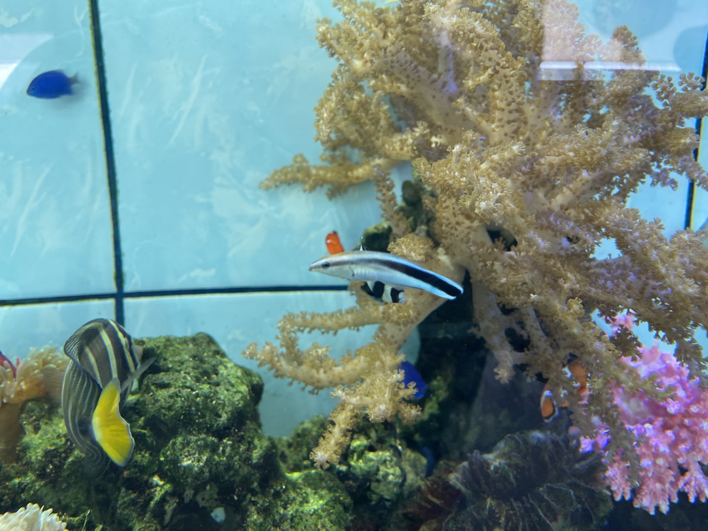 bluestreak cleaner wrasse (labroides dimidiatus)