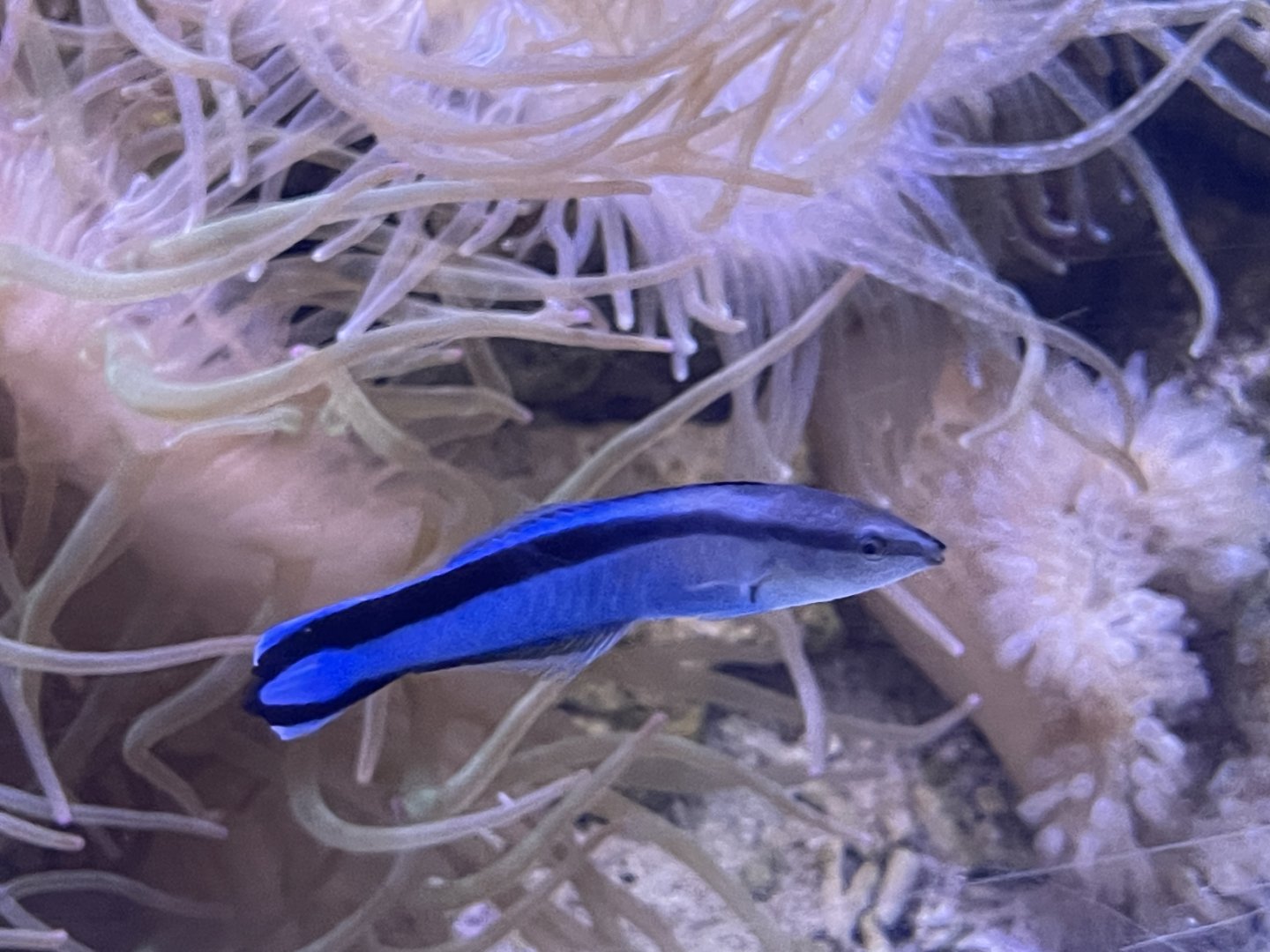 bluestreak cleaner wrasse (labroides dimidiatus)
