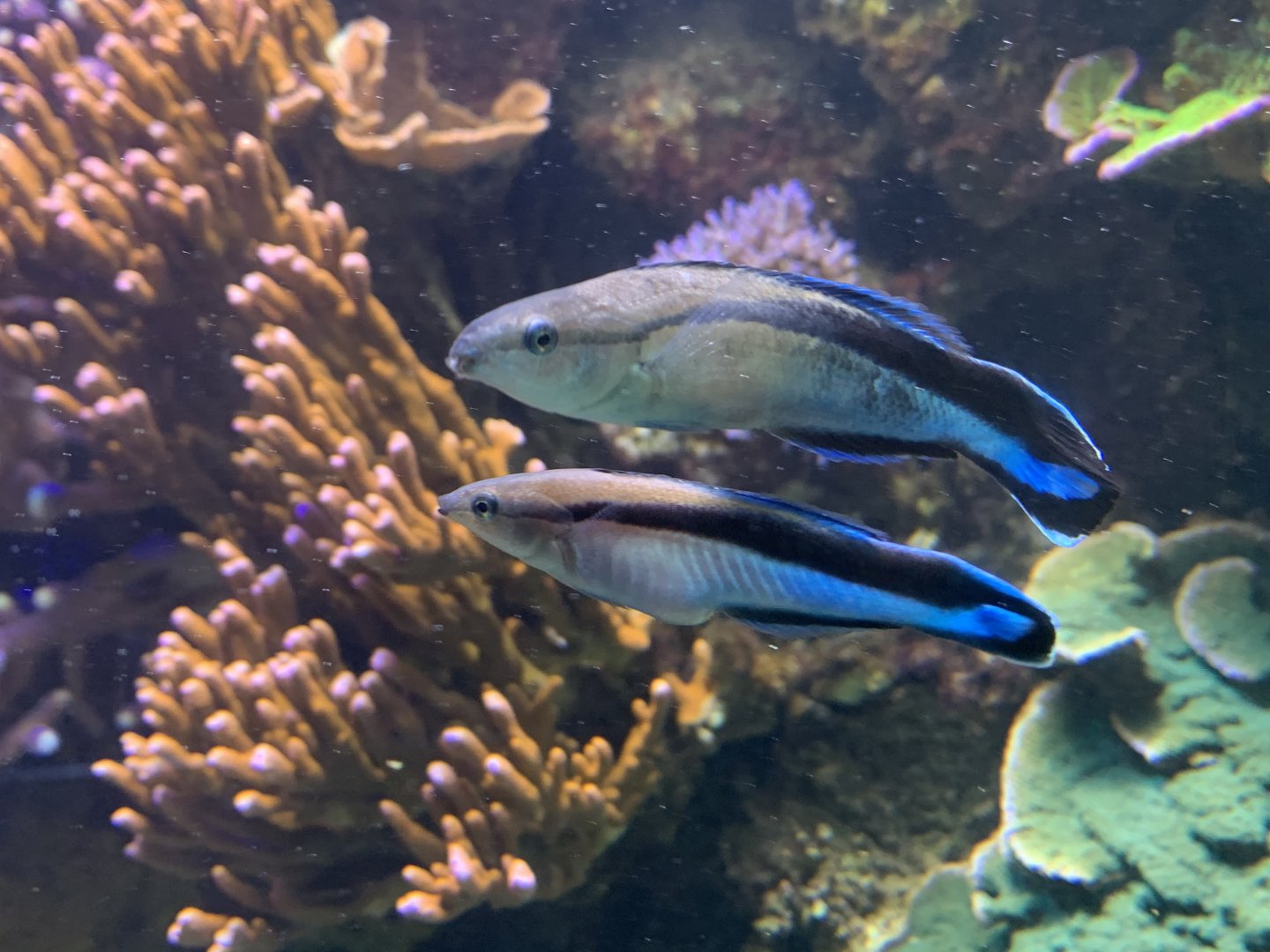 Bluestreak Cleaner Wrasse pair (Labroides dimidiatus)