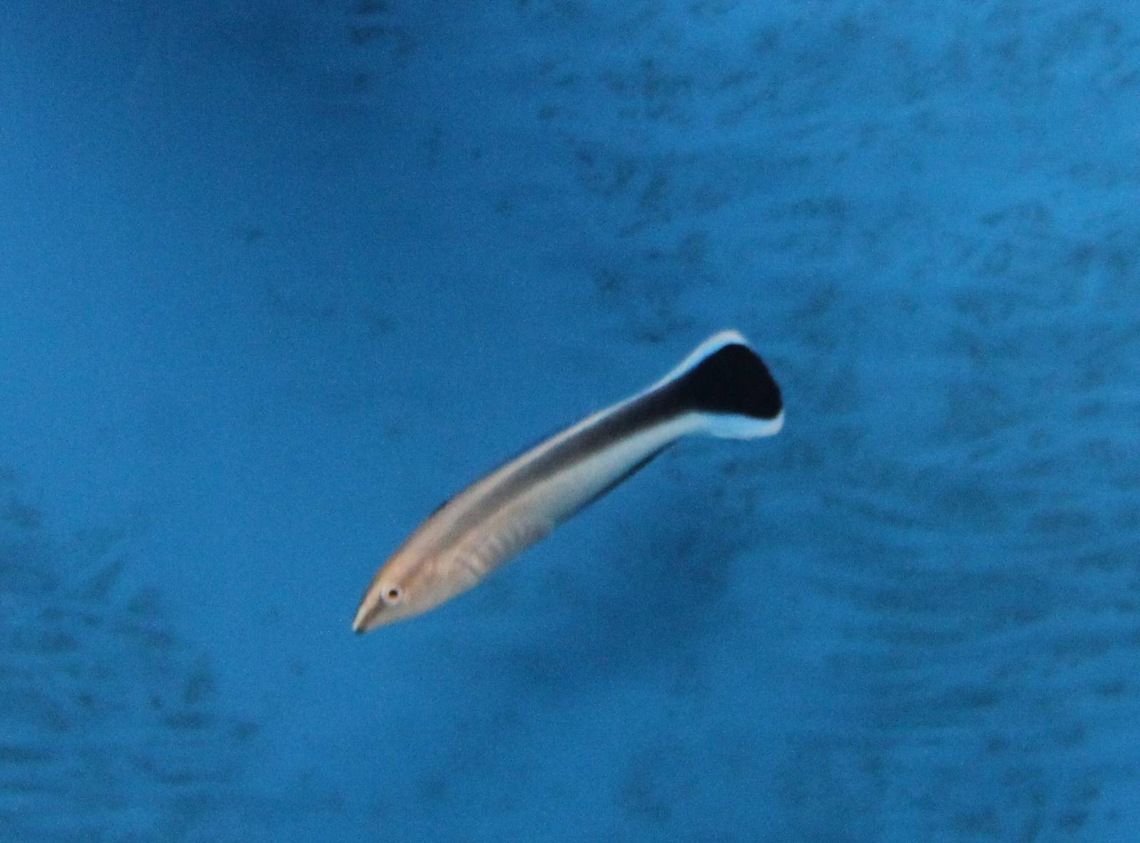 Bluestreak cleaner wrasse