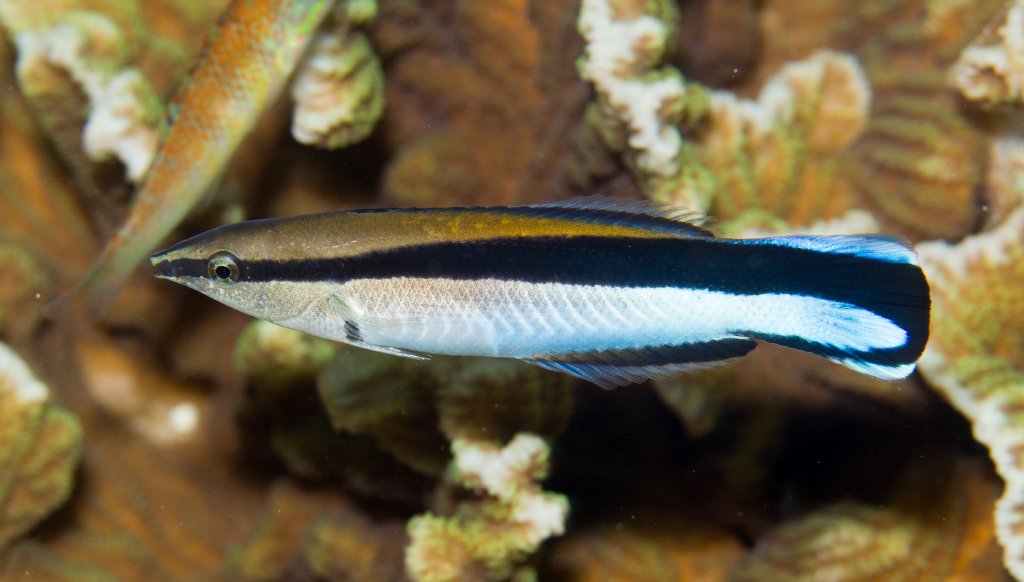 Bluestreak Cleaner Wrasse
