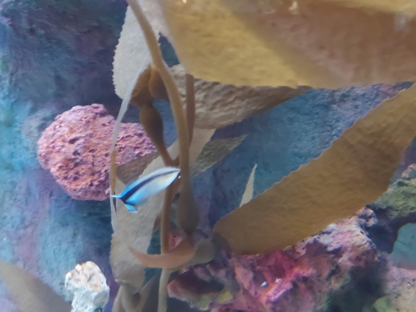 Bluestreak Cleaner Wrasse