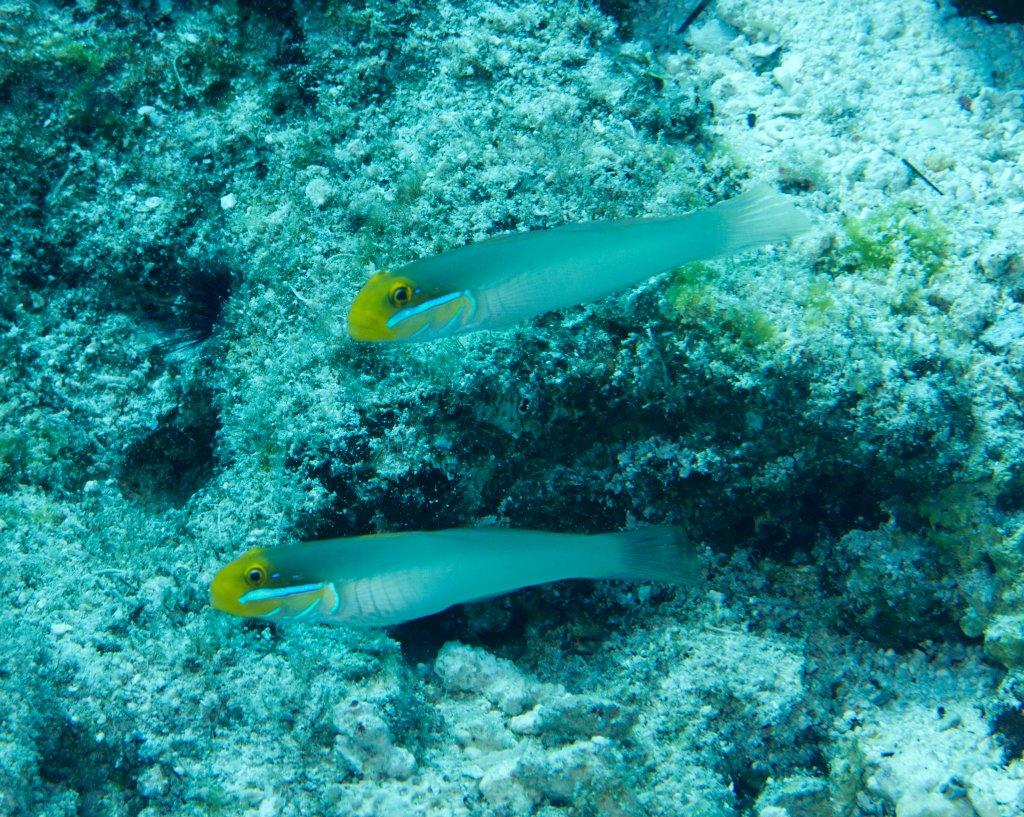 Bluestreak Gobies (Valenciennea strigata)