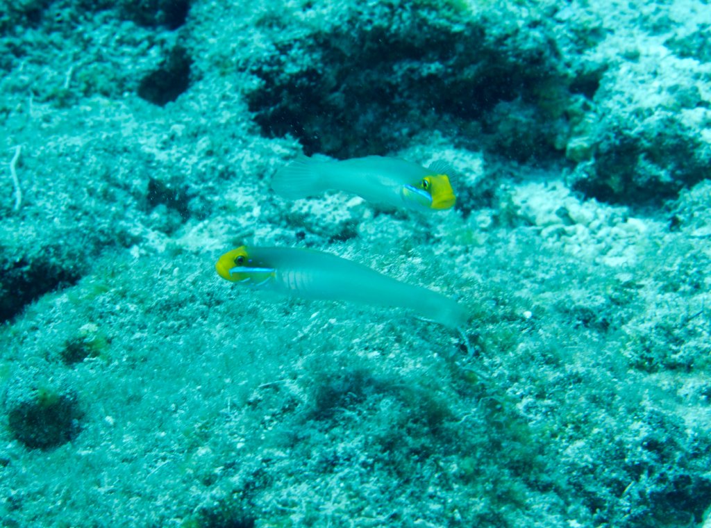 Bluestreak Gobies (Valenciennea strigata)