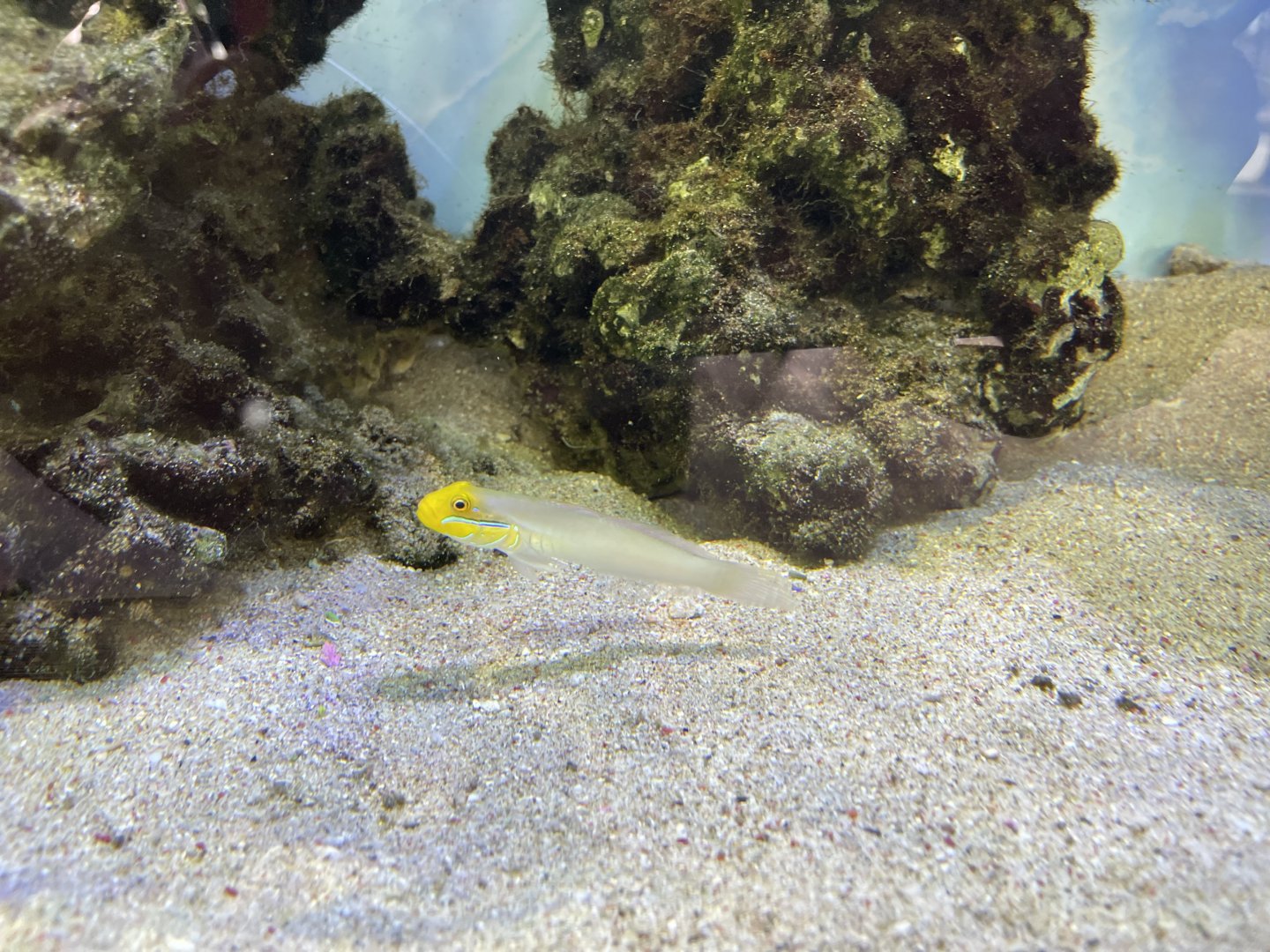 bluestreak goby (valenciennea strigata)