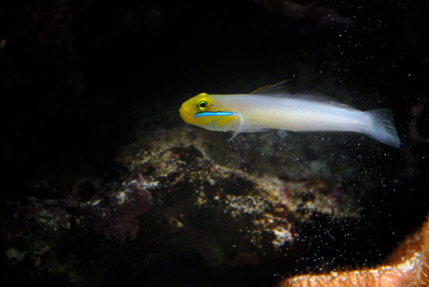 Bluestreak Goby
