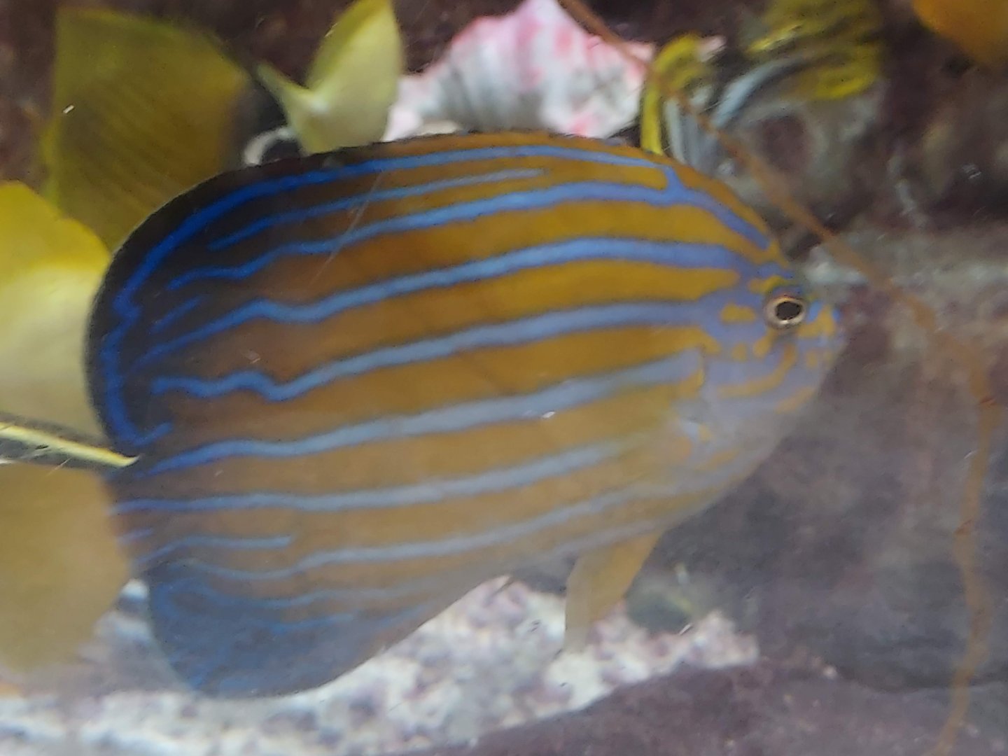 Bluestripe Angelfish