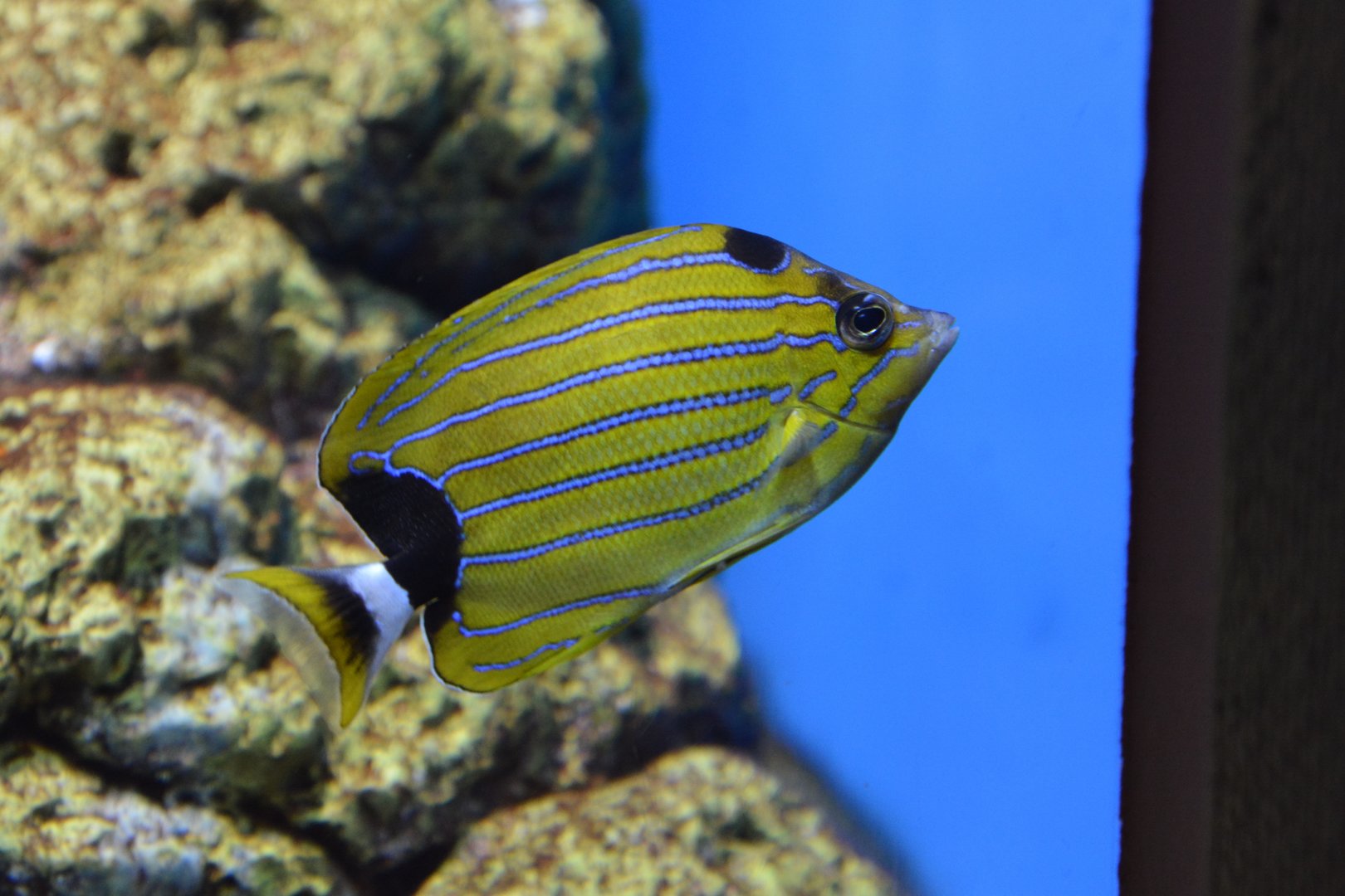 Bluestripe butterflyfish (Chaetodon fremblii)