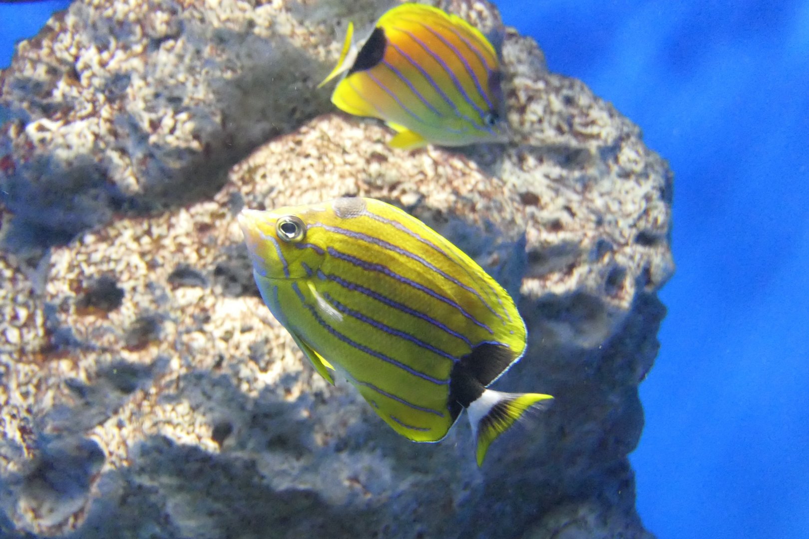 Bluestripe Butterflyfish (Chaetodon fremblii)