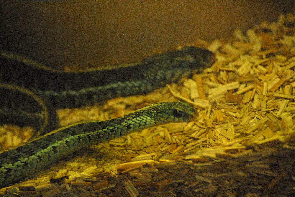 Bluestripe Garter Snake - Exmoor Zoo 2025