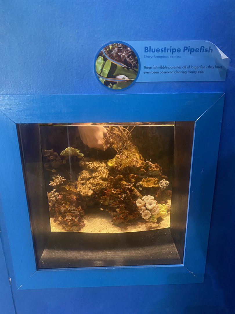 Bluestripe Pipefish Tank