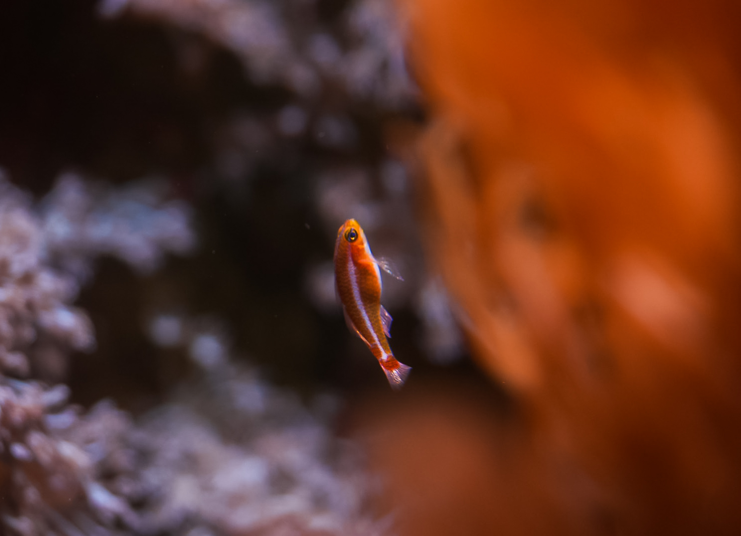 Bluestripe Pygmy Goby