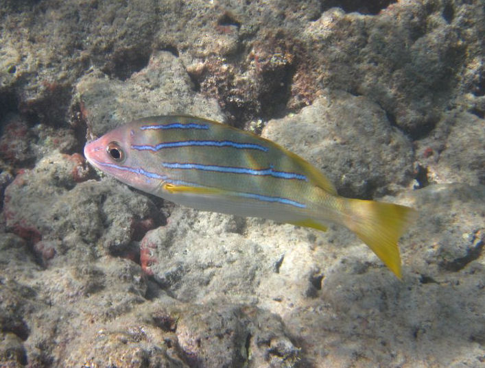 Bluestripe Snapper (Lutjanus kasmira)