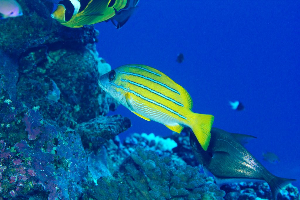 Bluestripe Snapper (Lutjanus kasmira)