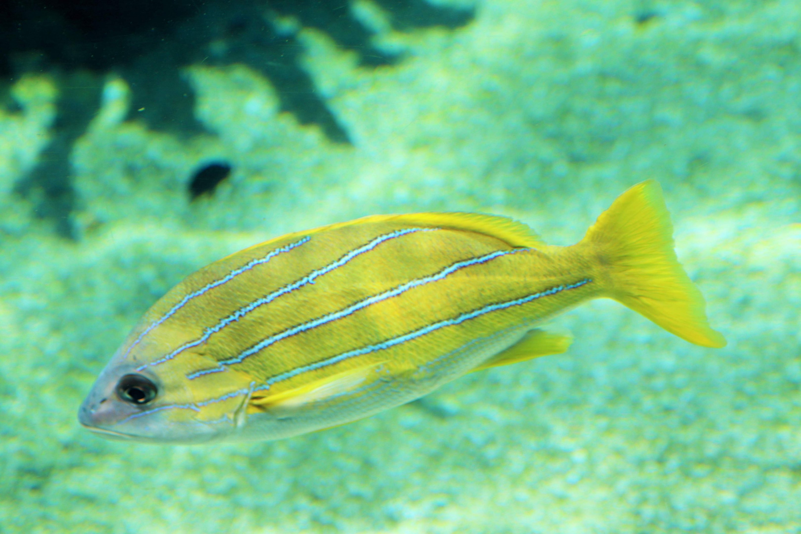 Bluestripe Snapper (Lutjanus kasmira)