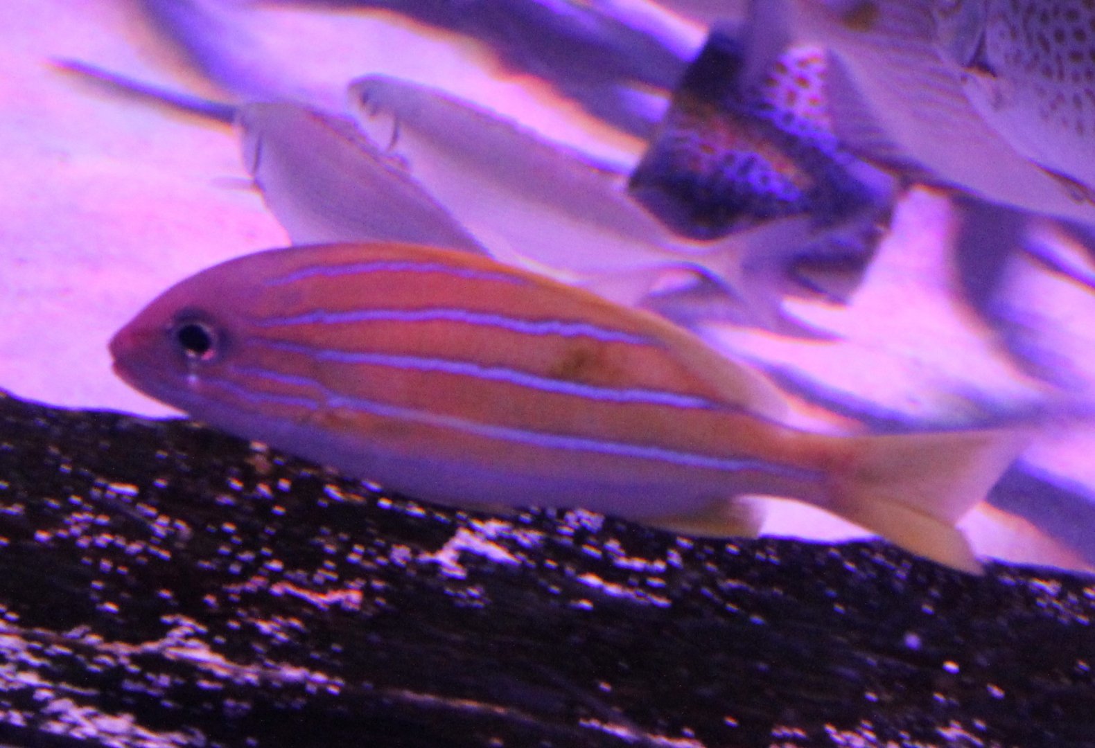 Bluestripe snapper - Lutjanus kasmira