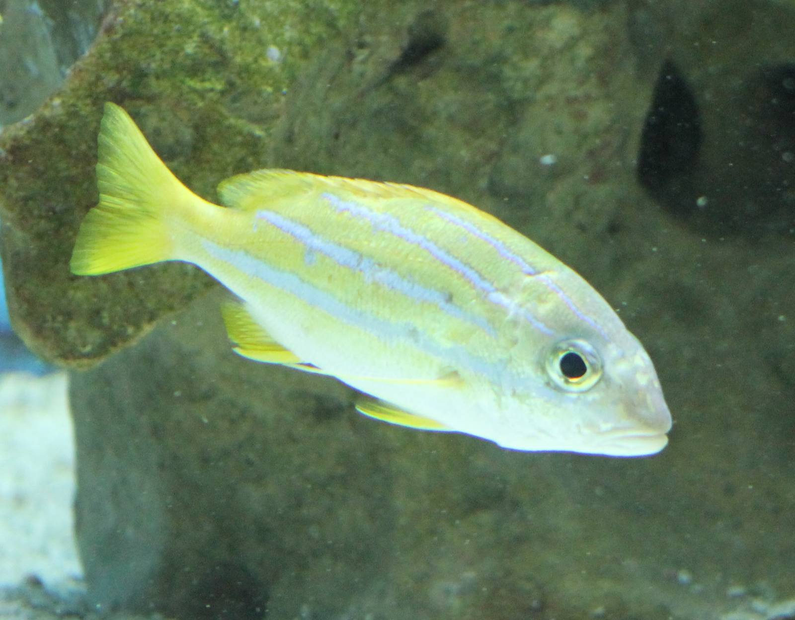 Bluestripe snapper