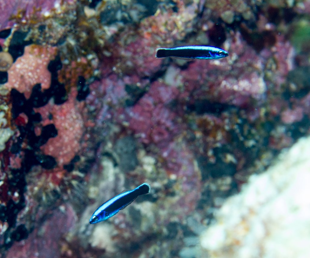 Bluestriped Fangblenny juveniles