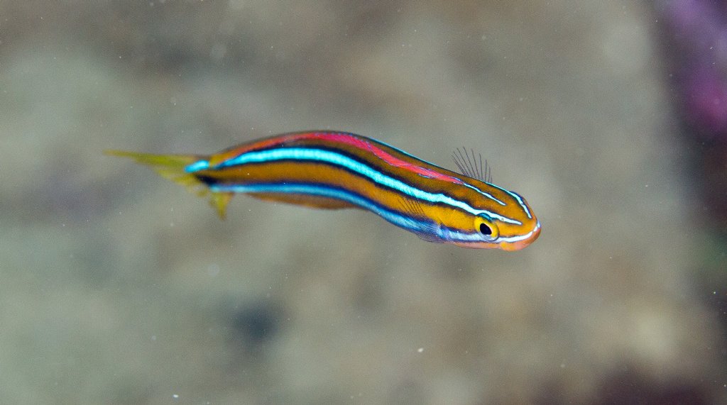 Bluestriped Fangblenny