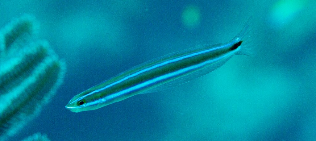 Bluestriped Fangtooth Blenny