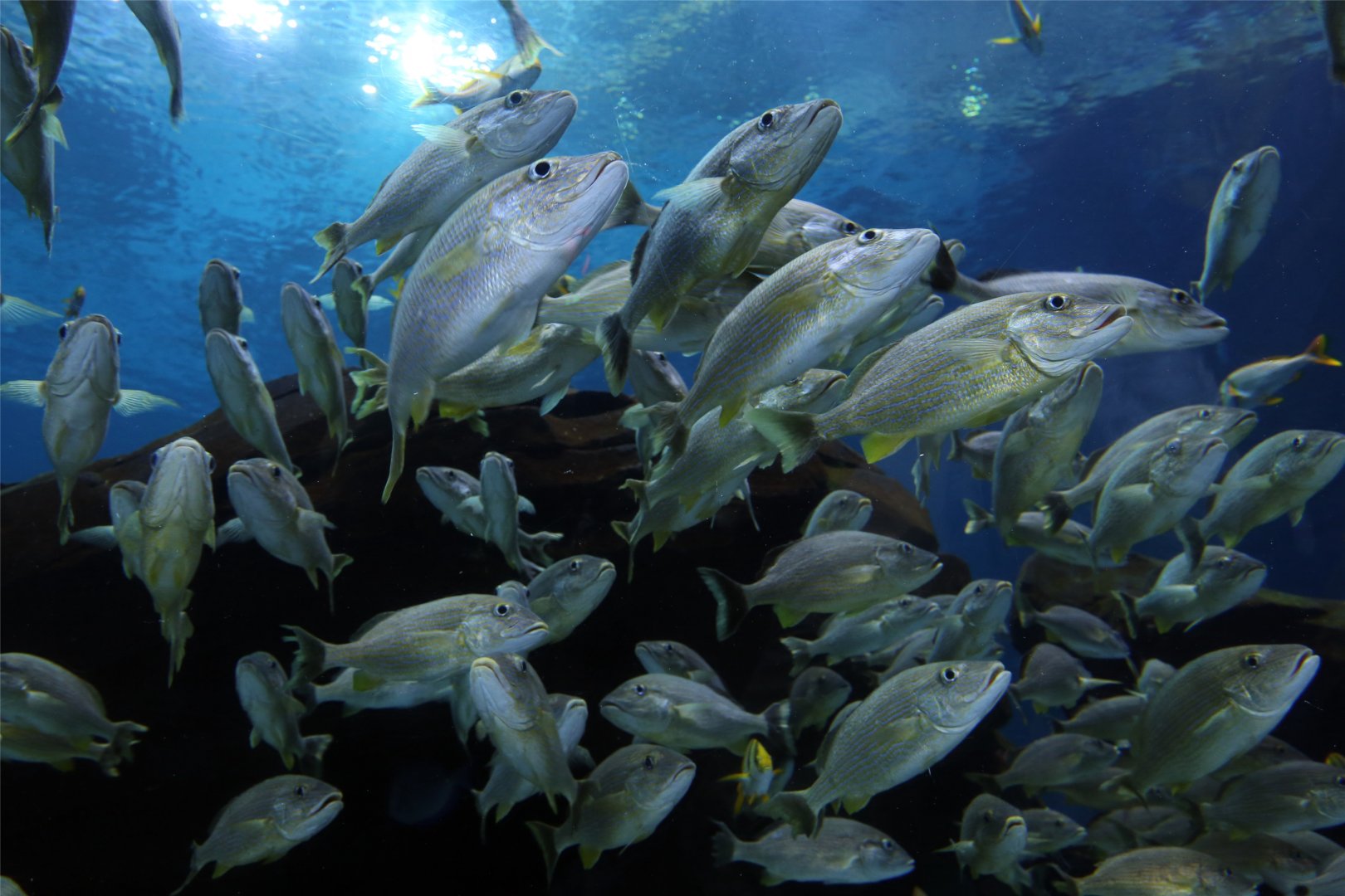 Bluestriped Grunt (Haemulon sciurus)