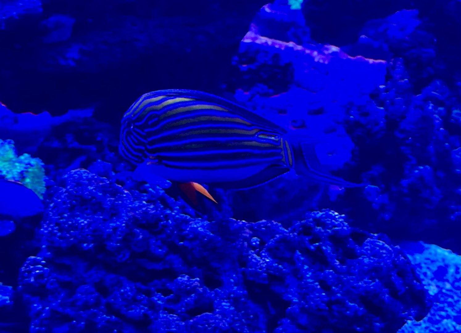 Bluestriped grunt (Haemulon sciurus)