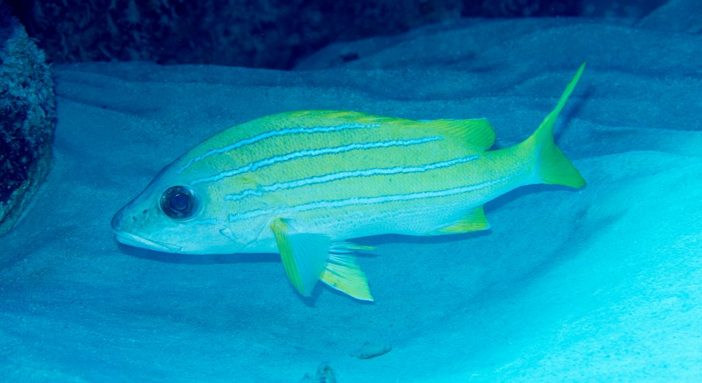 Bluestriped Snapper
