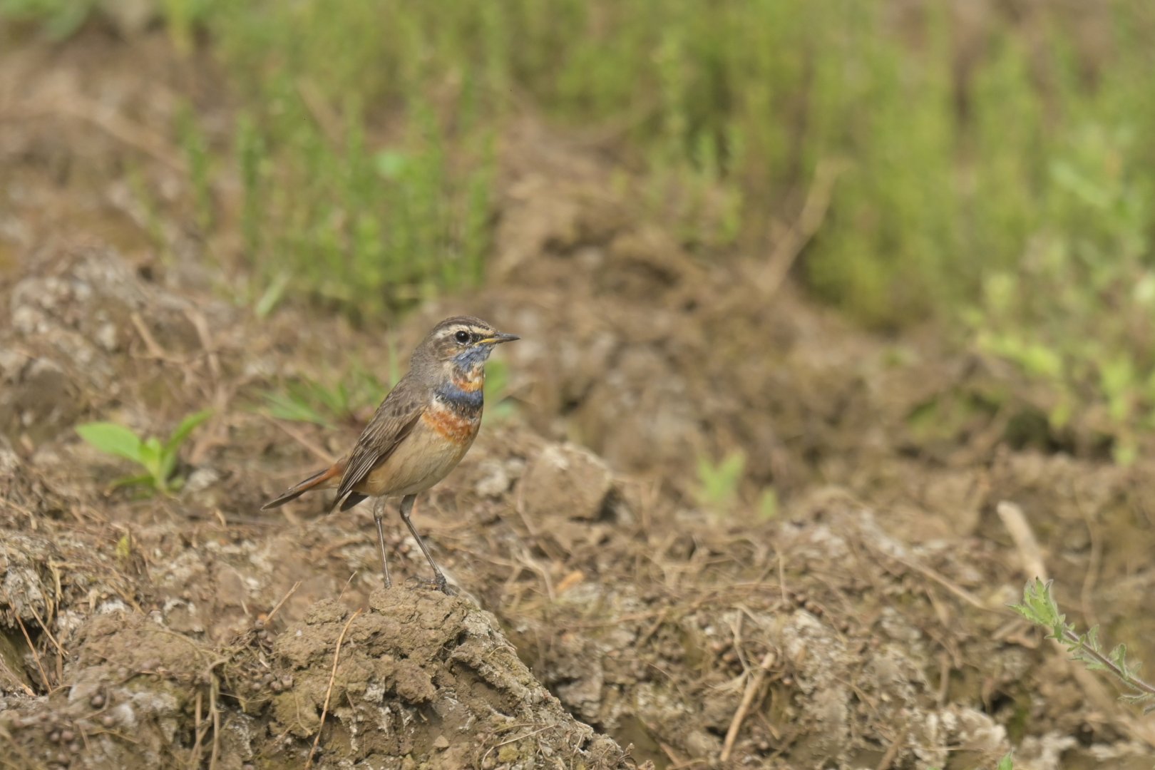 Bluethroat Luscinia svecica