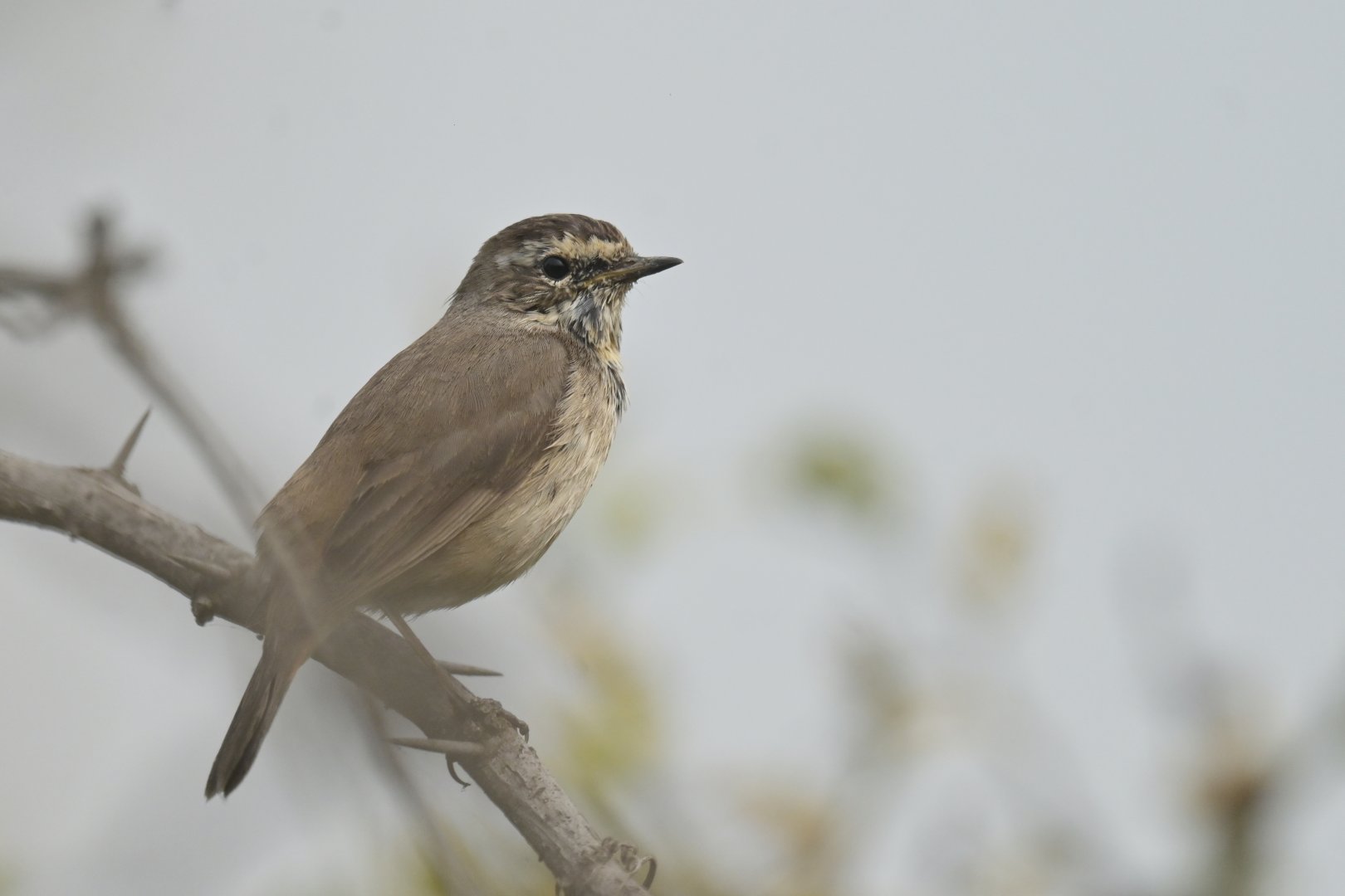 Bluethroat Luscinia svecica