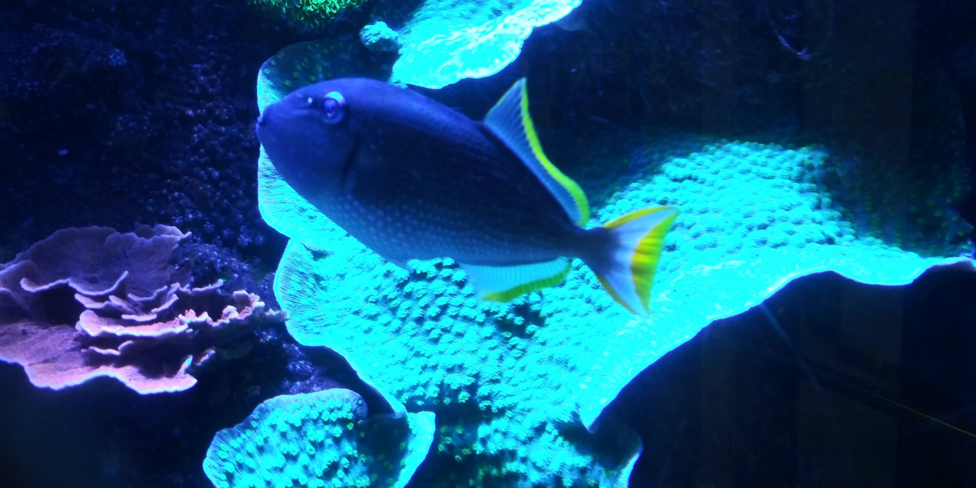 Bluethroat triggerfish (Sufflamen albicaudatum)