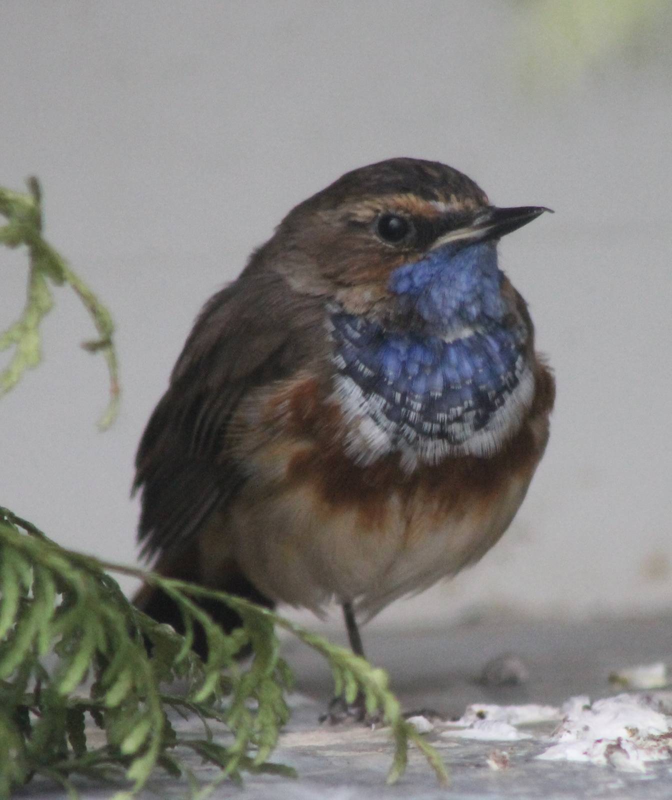 Bluethroat