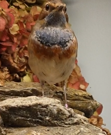 Bluethroat