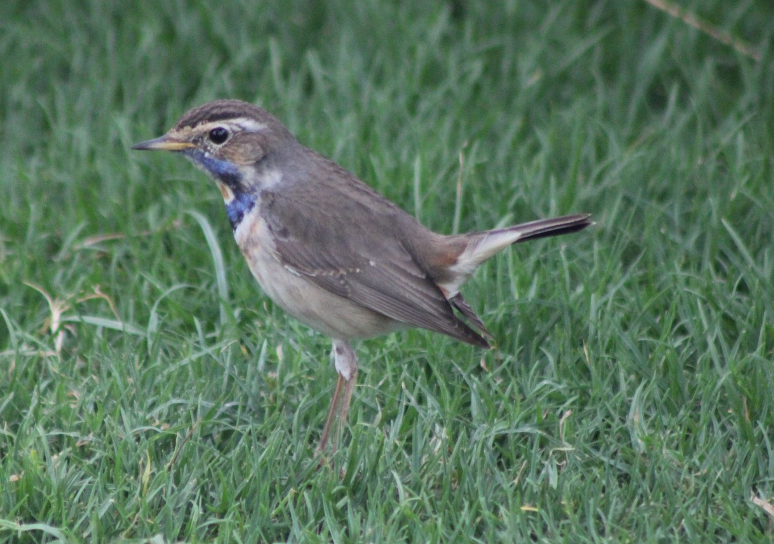 Bluethroat