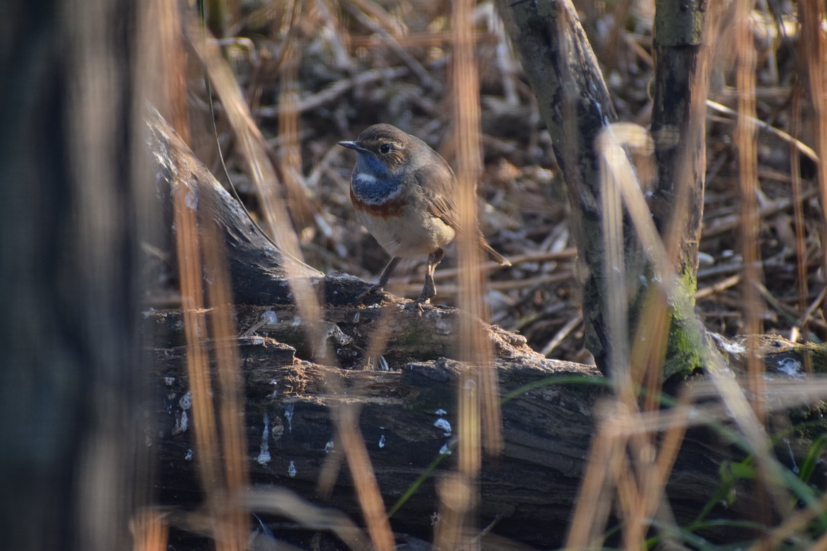 Bluethroat