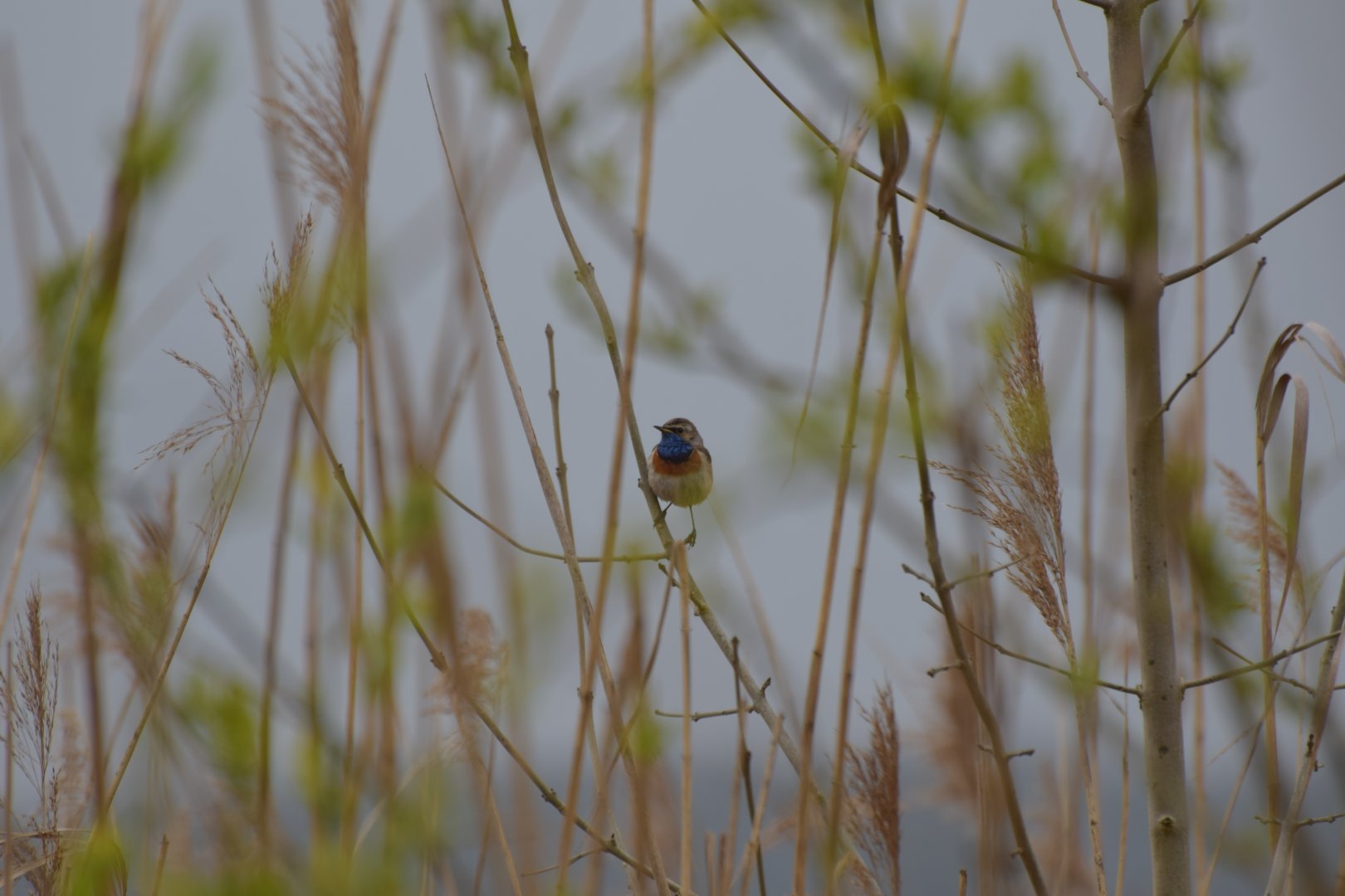 Bluethroat