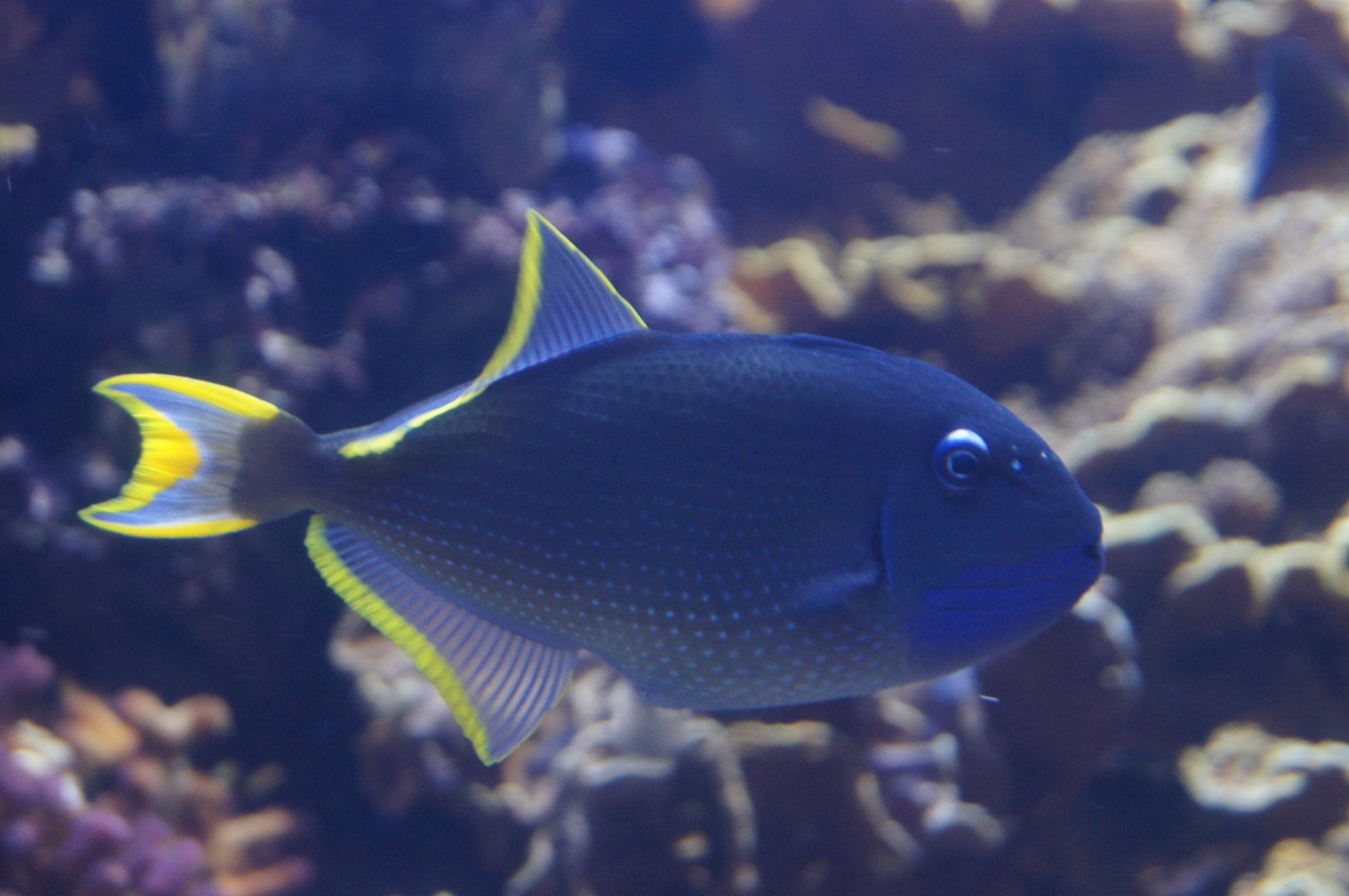 Bluethroated Triggerfish