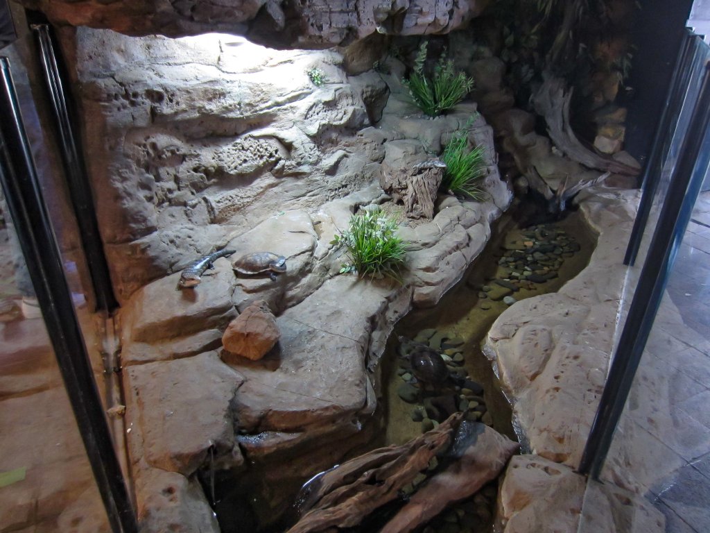Bluetongue and Turtle exhibit
