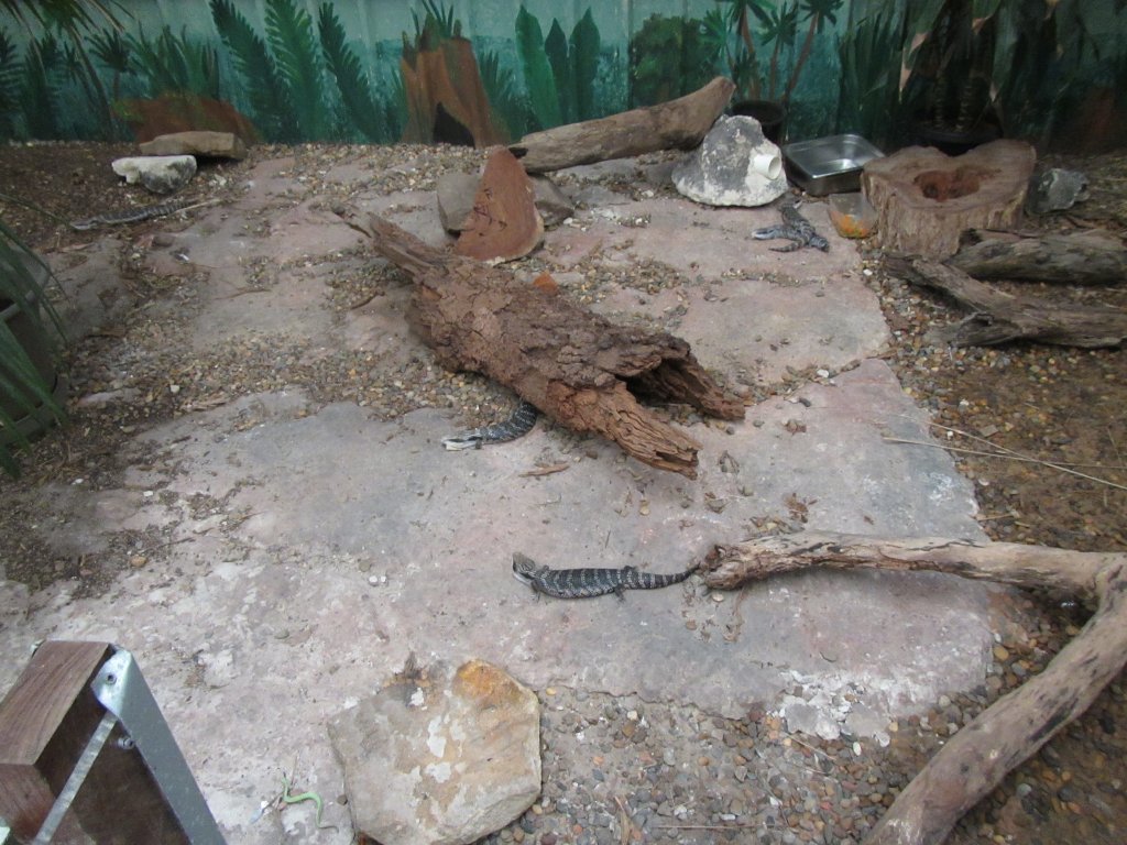 Bluetongue Skink enclosure