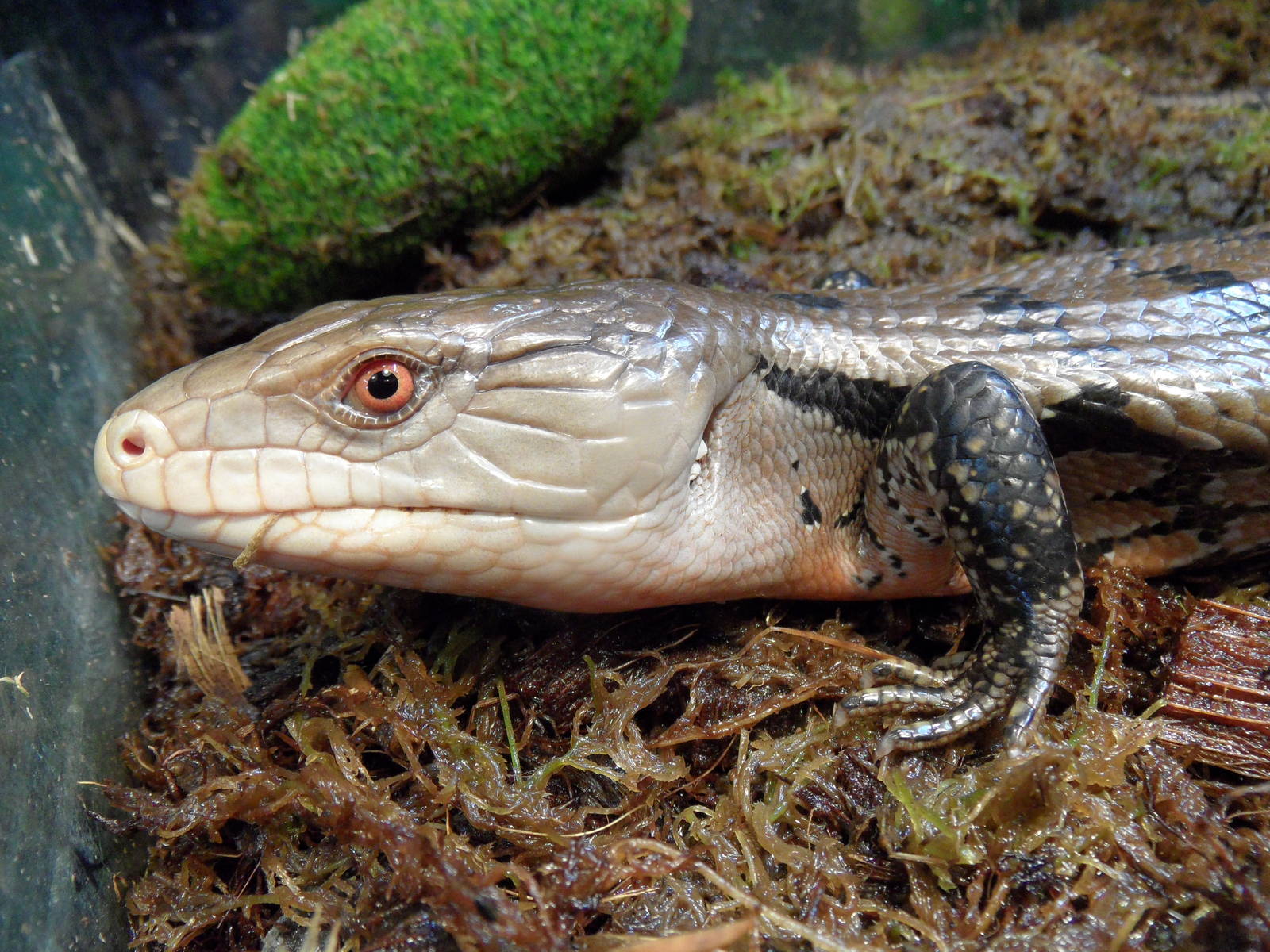 Bluetongue skink