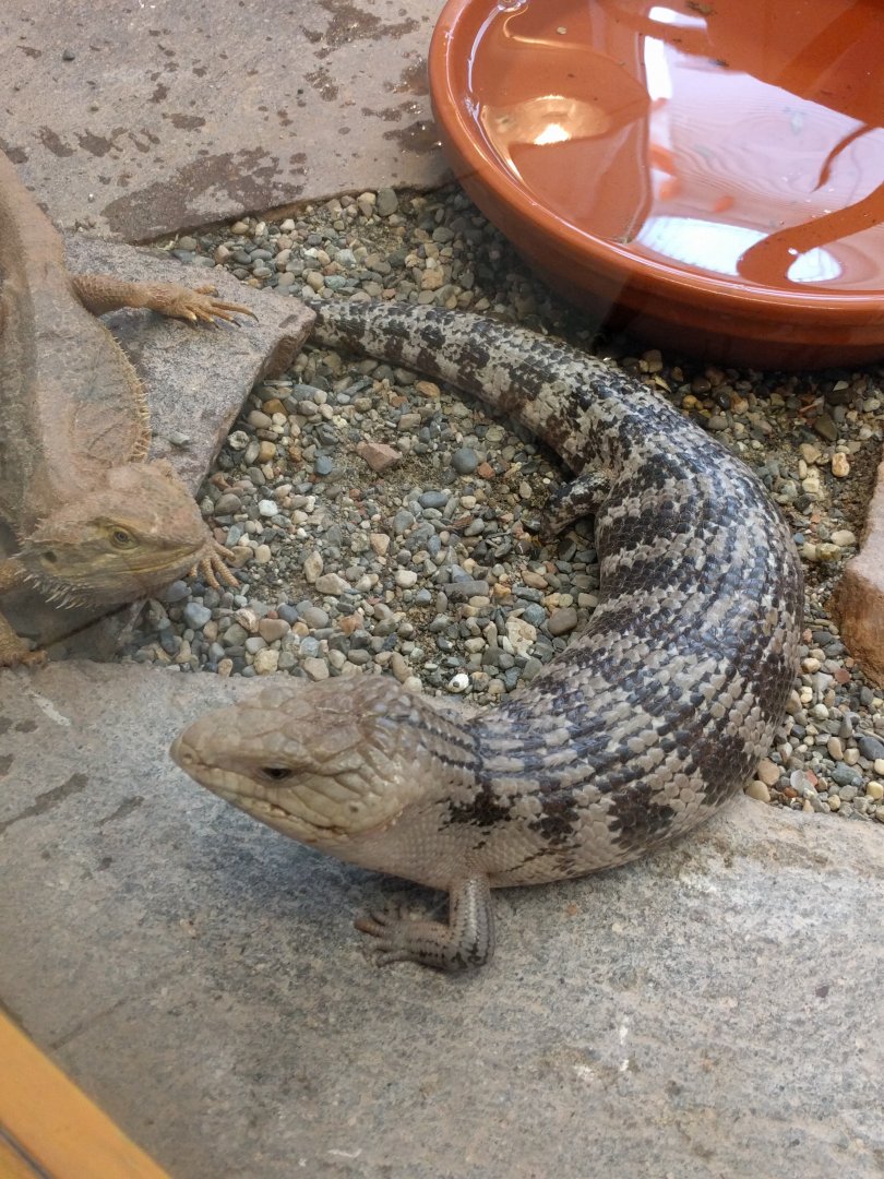 Bluetongue skink