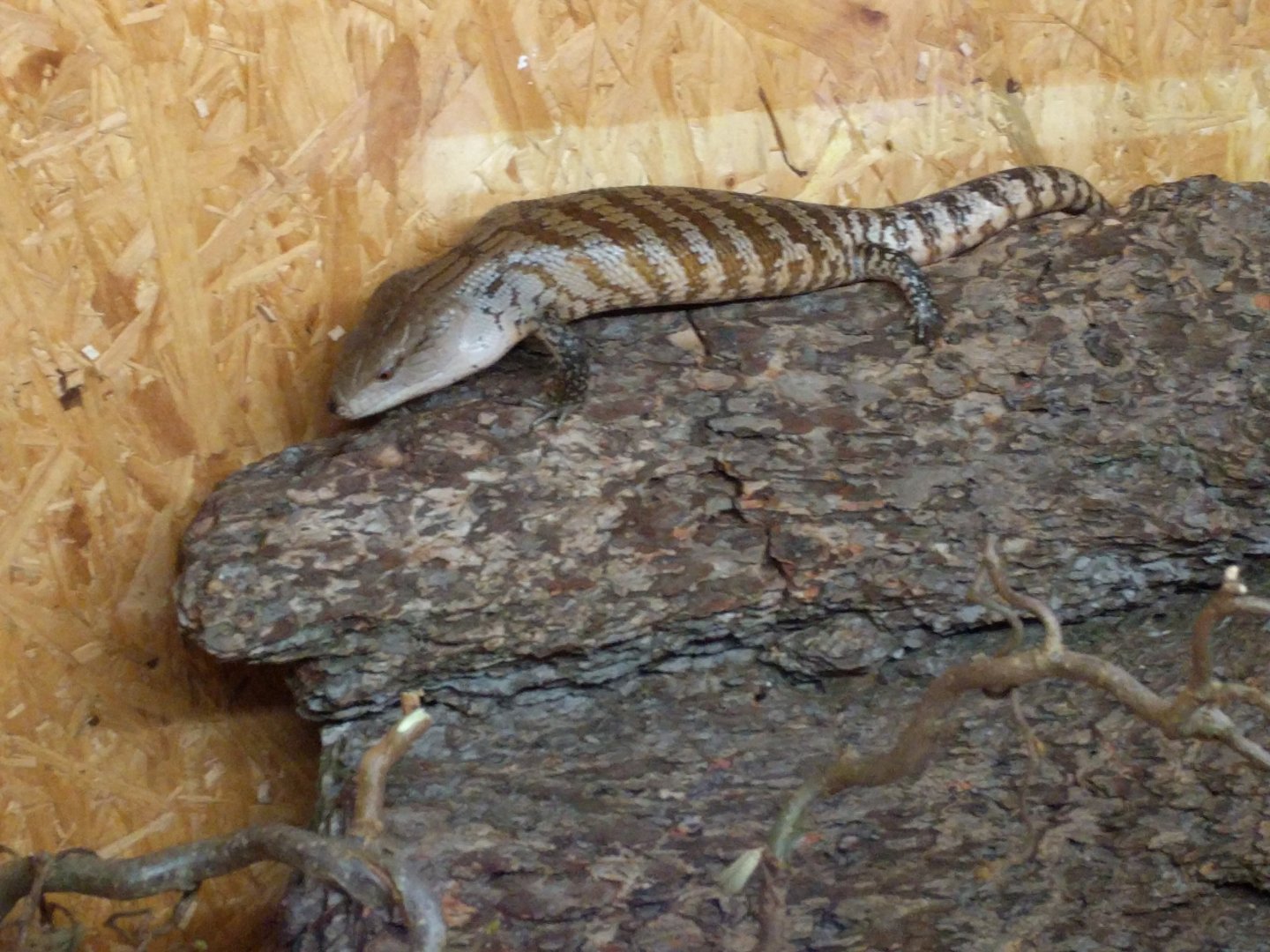 Bluetongue skink