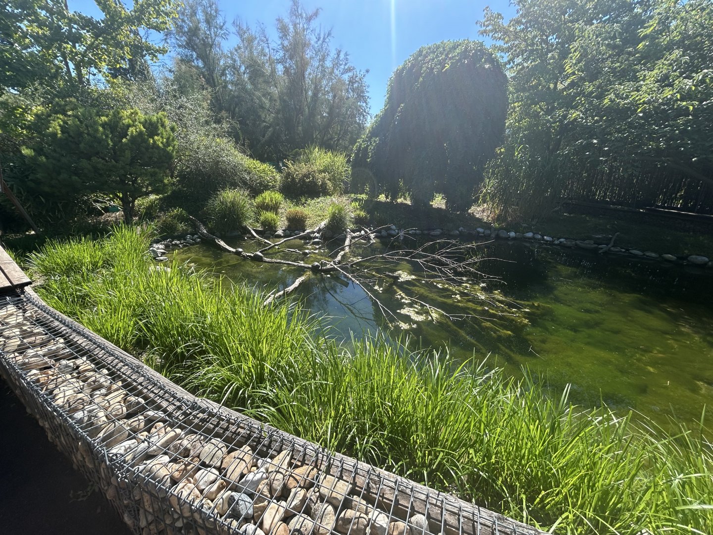 Blumengärten Hirschstetten - European Pond Turtle Exhibit