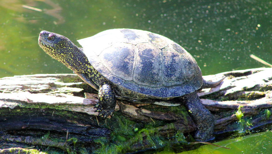 Blumengärten Hirschstetten - European Pond Turtle