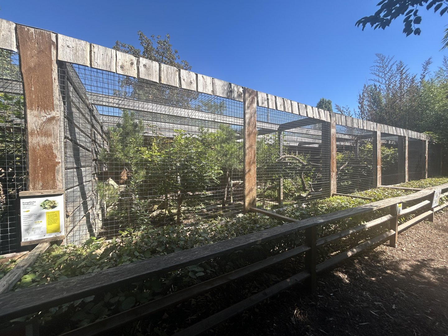 Blumengärten Hirschstetten - European Wildcat Exhibit #1