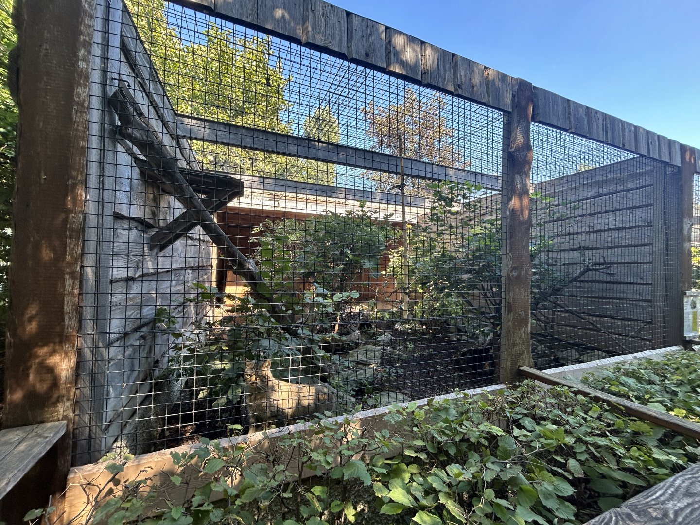 Blumengärten Hirschstetten - European Wildcat Exhibit #2