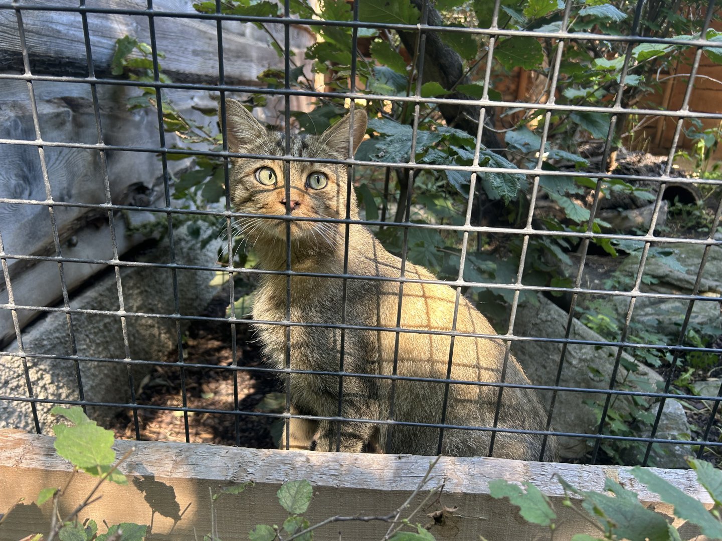 Blumengärten Hirschstetten - European Wildcat